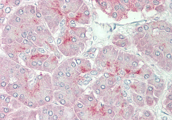 ARSE Rabbit Polyclonal Antibody