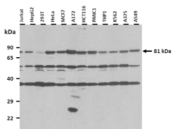 C2 Rabbit Polyclonal Antibody
