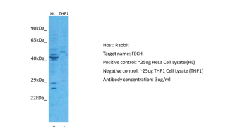 FECH Rabbit Polyclonal Antibody
