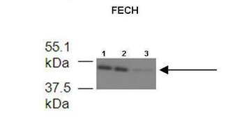 FECH Rabbit Polyclonal Antibody