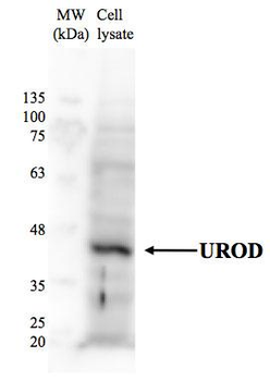 UROD Rabbit Polyclonal Antibody