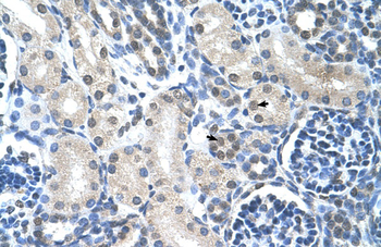 LOR Rabbit Polyclonal Antibody