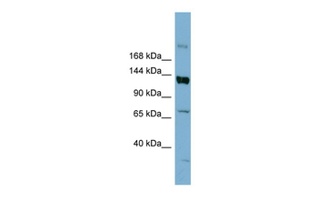 ABCB4 Rabbit Polyclonal Antibody