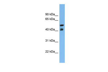 PON3 Rabbit Polyclonal Antibody