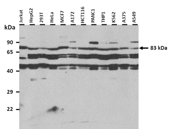LSS Rabbit Polyclonal Antibody