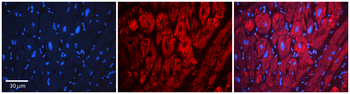 LSS Rabbit Polyclonal Antibody