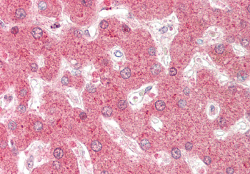 DHODH Rabbit Polyclonal Antibody