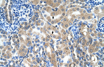 ABP1 Rabbit Polyclonal Antibody