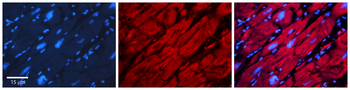 DHODH Rabbit Polyclonal Antibody