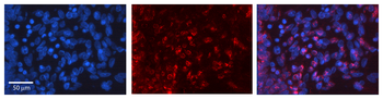 FGF2 Rabbit Polyclonal Antibody