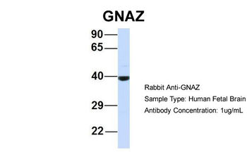 GNAZ Rabbit Polyclonal Antibody