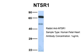 NTSR1 Rabbit Polyclonal Antibody