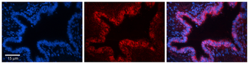 SQLE Rabbit Polyclonal Antibody