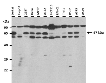 VGF Rabbit Polyclonal Antibody