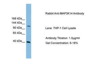 MAP3K14 Rabbit Polyclonal Antibody