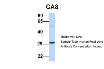 CA8 Rabbit Polyclonal Antibody