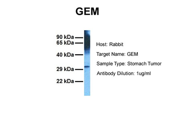 GEM Rabbit Polyclonal Antibody