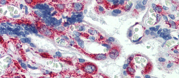 GPR6 Rabbit Polyclonal Antibody