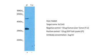 SLC1A5 Rabbit Polyclonal Antibody