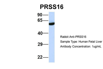 PRSS16 Rabbit Polyclonal Antibody