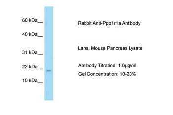 Ppp1r1a Rabbit Polyclonal Antibody