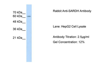 SARDH Rabbit Polyclonal Antibody