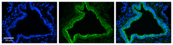 RHOD Rabbit Polyclonal Antibody