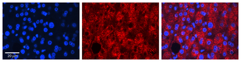 RHOD Rabbit Polyclonal Antibody