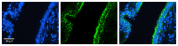 RHOD Rabbit Polyclonal Antibody