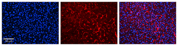 RHOD Rabbit Polyclonal Antibody