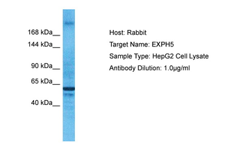 EXPH5 Rabbit Polyclonal Antibody