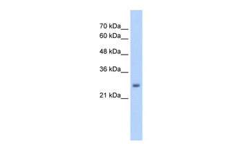 NELF Rabbit Polyclonal Antibody