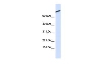 ARPP21 Rabbit Polyclonal Antibody