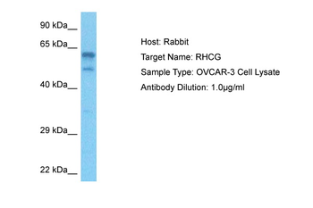 RHCG Rabbit Polyclonal Antibody