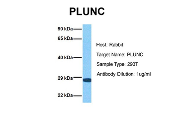 PLUNC Rabbit Polyclonal Antibody