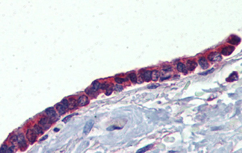 PLUNC Rabbit Polyclonal Antibody