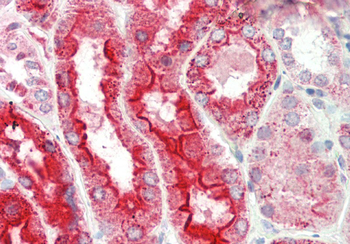 Lrp2bp Rabbit Polyclonal Antibody