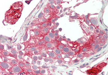 Lrp2bp Rabbit Polyclonal Antibody