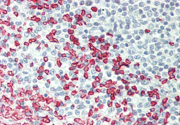 ERMAP Rabbit Polyclonal Antibody