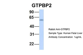 GTPBP2 Rabbit Polyclonal Antibody