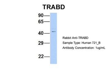 TRABD Rabbit Polyclonal Antibody