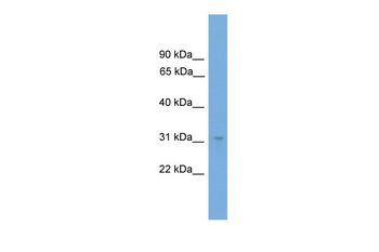 NRBF2 Rabbit Polyclonal Antibody