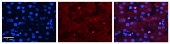 ZGPAT Rabbit Polyclonal Antibody