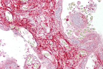 CALD1 Rabbit Polyclonal Antibody