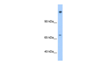 FAM129A Rabbit Polyclonal Antibody