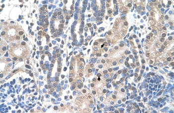 FAM174B Rabbit Polyclonal Antibody