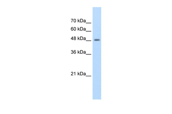 FAM174B Rabbit Polyclonal Antibody
