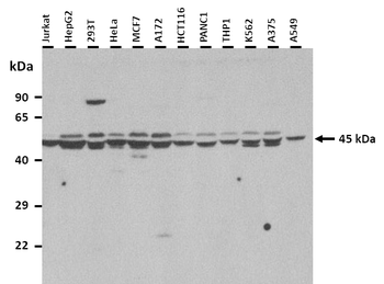 PANX3 Rabbit Polyclonal Antibody