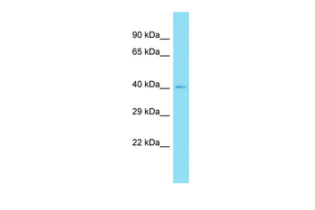 Anxa13 Rabbit Polyclonal Antibody