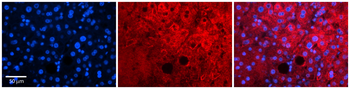 Pard6b Rabbit Polyclonal Antibody